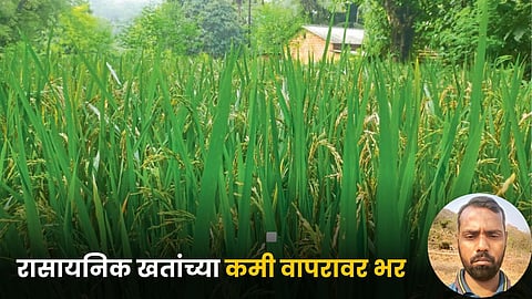 Paddy Farming
