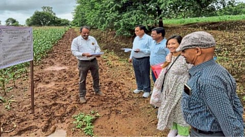 Maize Research 