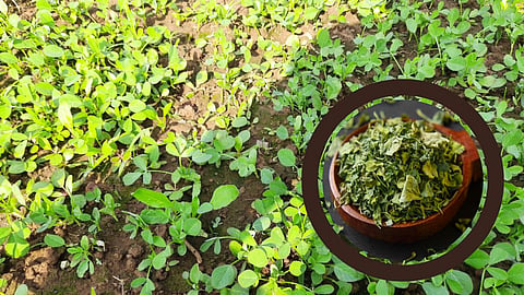 Kasuri Methi