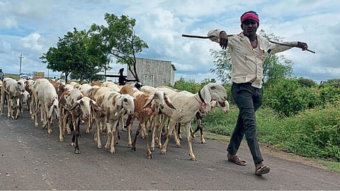 Madgyal Sheep 
