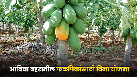 Fruit Crop Insurance