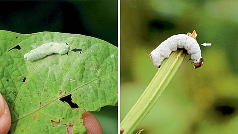 Organic Pesticide 