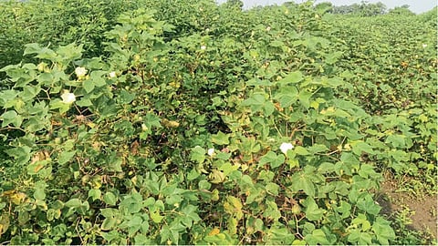 Cotton