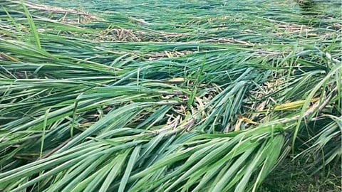 Crop Damage