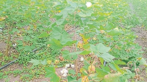 Cotton Crop