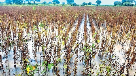 Crop Damage