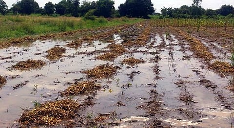 Soybean Crop