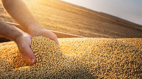 Soybean Rate