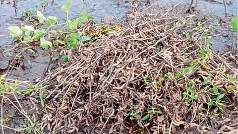 Crop Damage