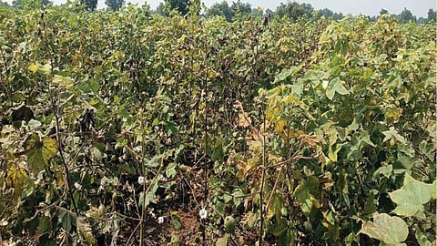 Cotton