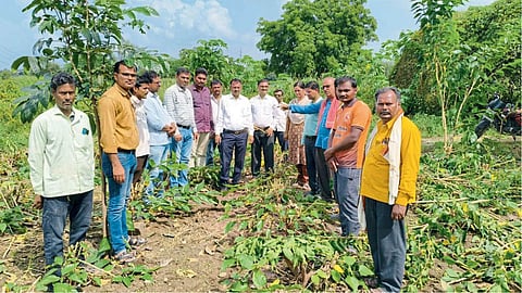 Farmers