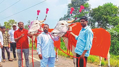 Bail Jodi