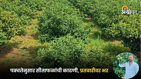 Sitaphal Farming