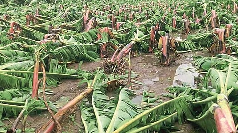 banana damage 