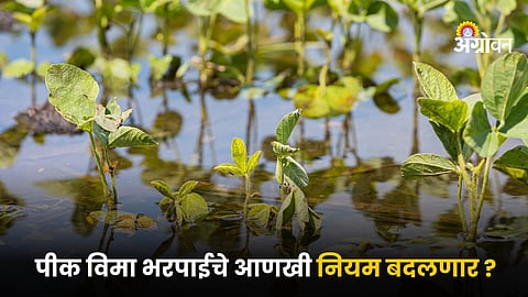 Crop Insurance