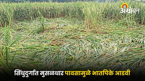 Paddy Crop