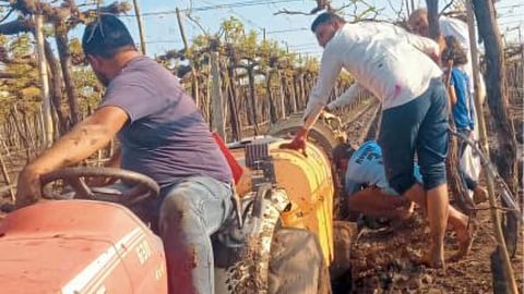 Grape Farming 