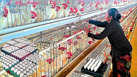 Poultry
