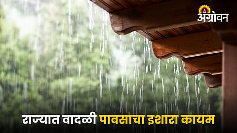 Rain