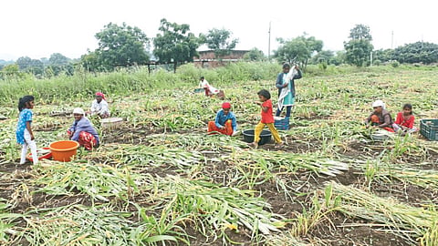 Crop Harvesting