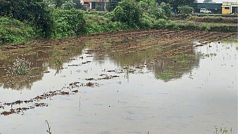 Crop Damage