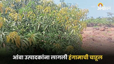 Mango Farming