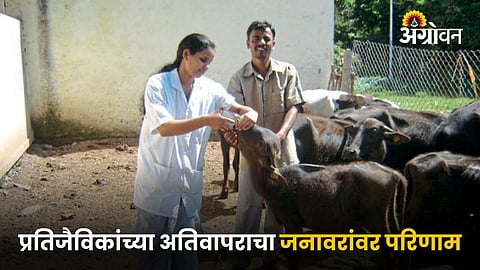Antibiotics use of Animal 