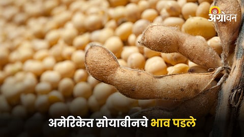 Soybean