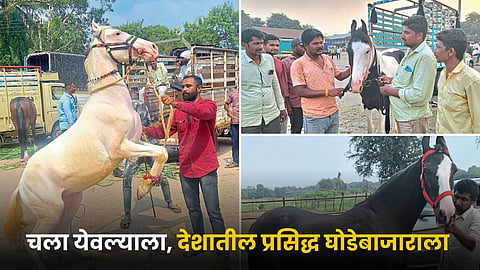 Horse Market 