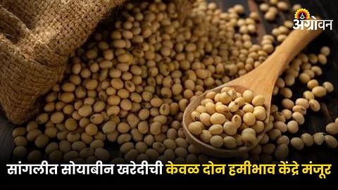 Soybean MSP 