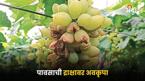 Grape