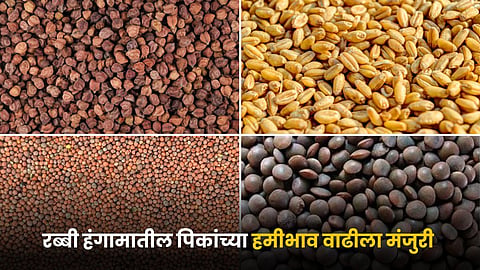 Rabi Crops