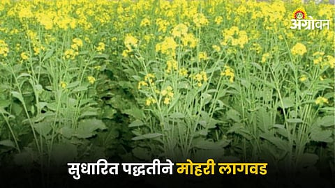 Mustard Farming