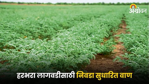 Chana Farming