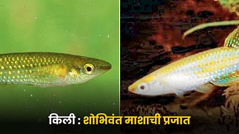 Kili Fish