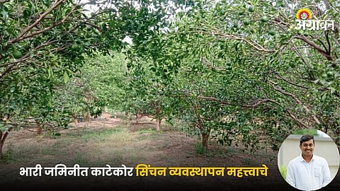 Orange Farming