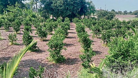 Fruit Farming 