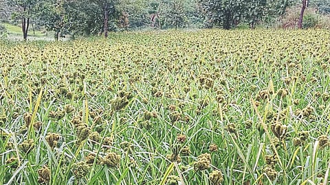 Ragi Crop