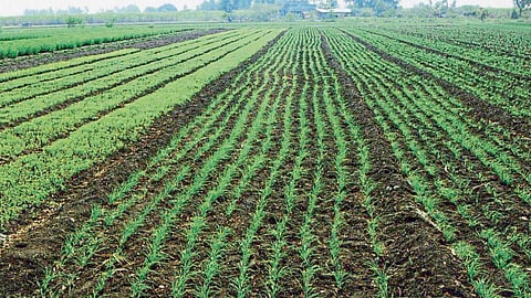 Rabi Crop 