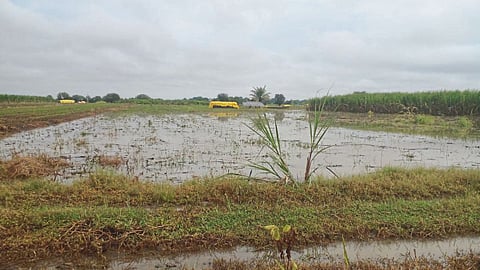 Crop Damage