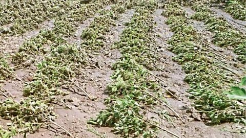 Crop Loss in Buldhana 