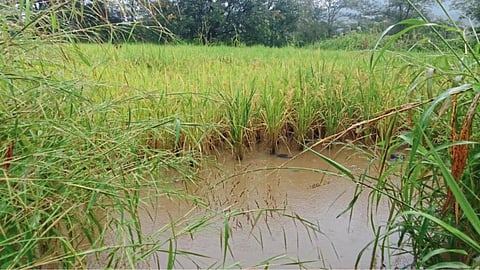 Paddy Crop Damage