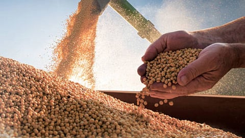 Soybean 