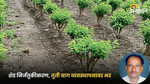 Mahadeo Falke