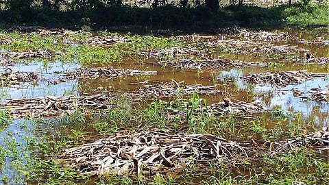 Crop Damage