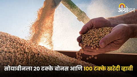 Soybean 