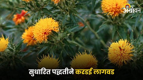 Safflower Farming
