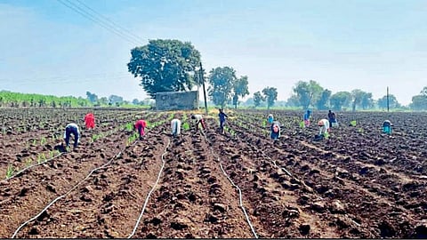 Sugarcane Cultivation 