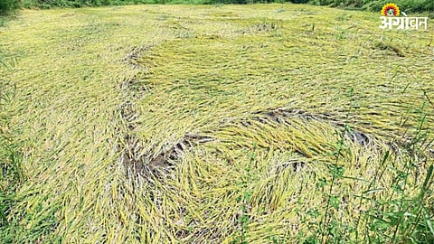 Paddy Crop Damage