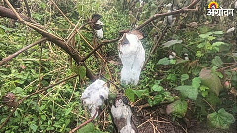 Cotton Crop Damage
